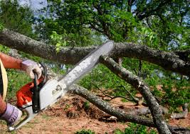 Reliable Waverly, OH  Tree Services Solutions