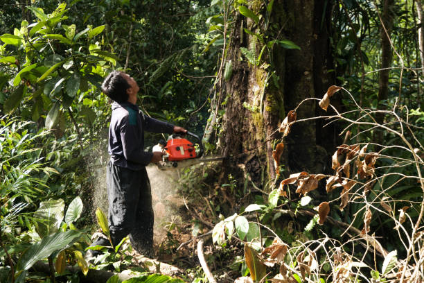 Why Choose Our Tree Removal Services in Waverly, OH?